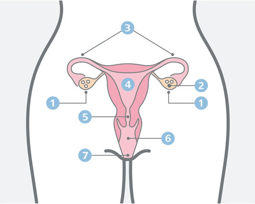 sistema reproductivo femenino